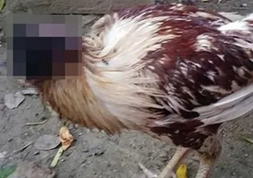 Kafası kopan tavuk 10 gündür yaşıyor!