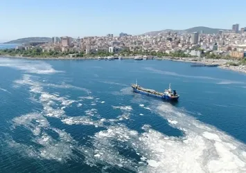 3 ay önce ortaya çıktı! İstanbul sahillerini istila etti