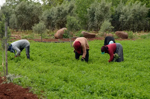 1668096120278.jpg Arsalarda yeni dönem başlıyor! Devlet kiralayıp parayı hesaba yatıracak - 2