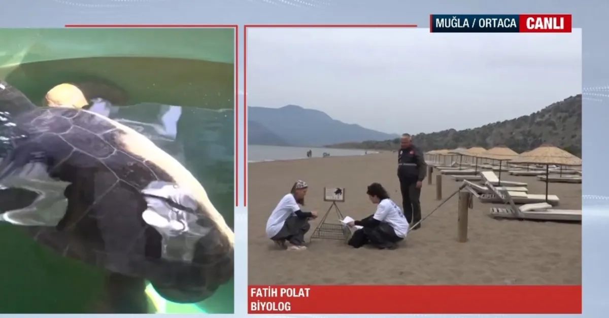 İztuzu Plajı’nda caretta caretta hazırlığı
