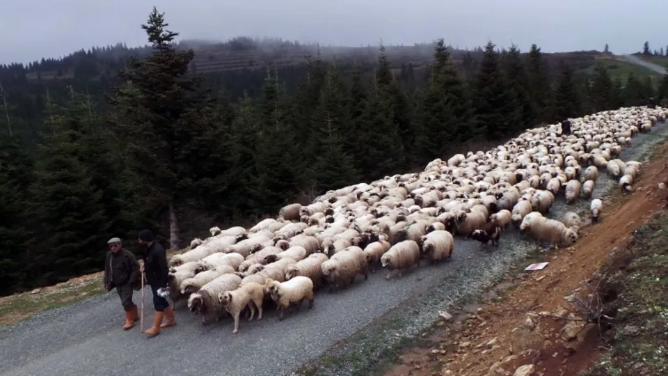 4 bin TL maaşla çoban aranıyor!