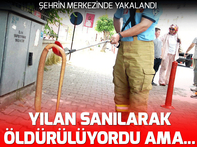 Yılan sanılarak öldürülüyordu ama...