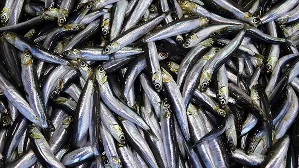 1-kg-hamsi-ne-kadar-kac-tl-hamsi-fiyatlari-son-durum-ne-2022-hamsinin-fiyati-dustu-mu-balik-fiyatlari-ne-kadar-1669103092987.jpg 1 kg hamsi ne kadar, kaç TL? Hamsi fiyatları son durum ne 2022? Hamsinin fiyatı düştü mü? Balık fiyatları ne kadar? - 3