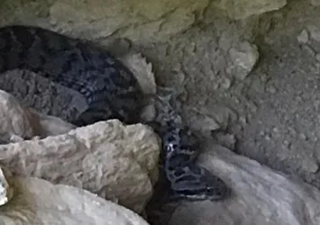 Tunceli’de zehirli yılan böyle görüntülendi! Isırdıktan sonra 1 saat içinde öldürüyor