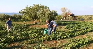Kınalı bamyanın hasadı başladı