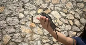 Tedavi edilen ebabiller doğaya salındı