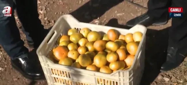 satsuma-mandalinasinda-hasat-zamani-rekolte-beklentisi-ne-durumda-1634978855663.jpg Satsuma mandalinasında hasat zamanı! Rekolte beklentisi ne durumda? - 4