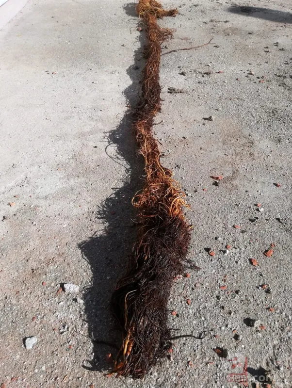 Tıkanan su borusundan çıkan şoke etti! 1 buçuk metrelik... 12