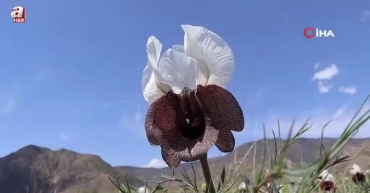 Kurt kulağı çiçekleri açtı