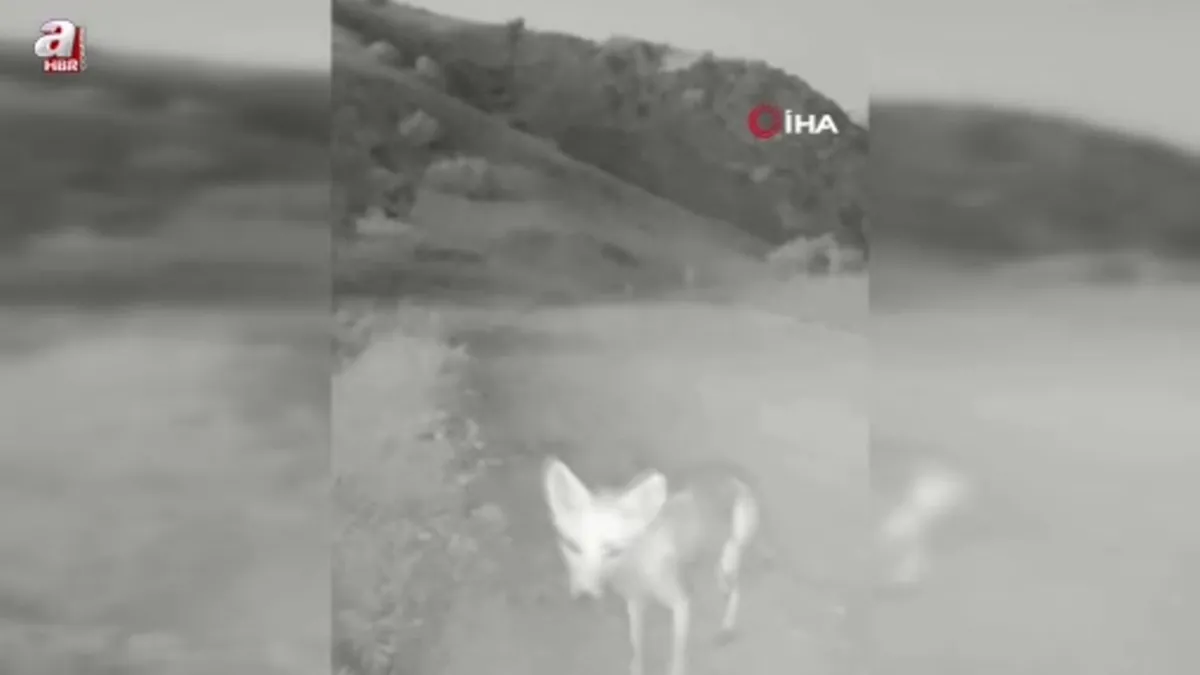 Tunceli’de yaban hayatı kamerada