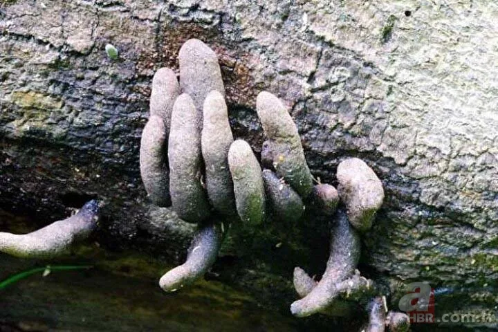 Ormanda yürüyüş yaparken karşısına çıktı! Ölü adamın parmakları kan dondurdu 1