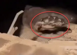 Bodrumdan çıktı! Ev sahibi şoke oldu: Tam 225 kilo...