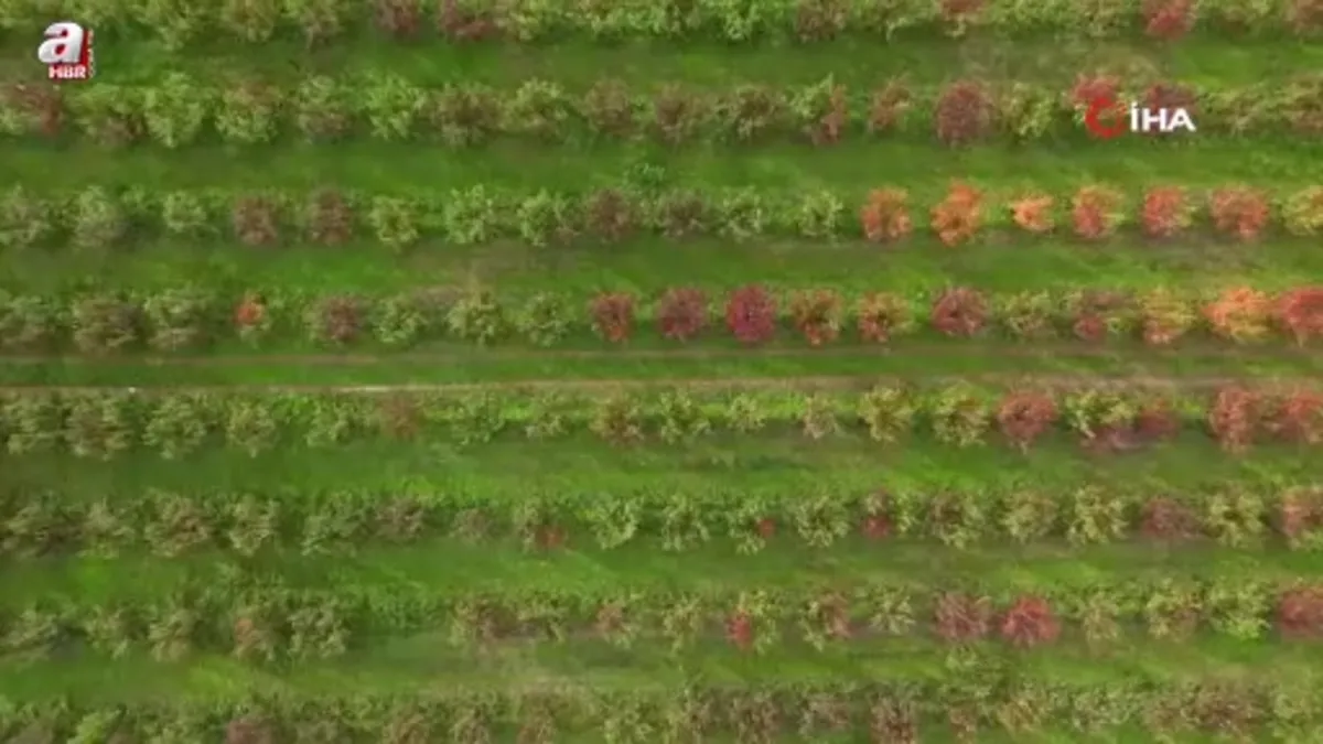 Bursa'da sonbaharın renk cümbüşü uludağ eteklerinde