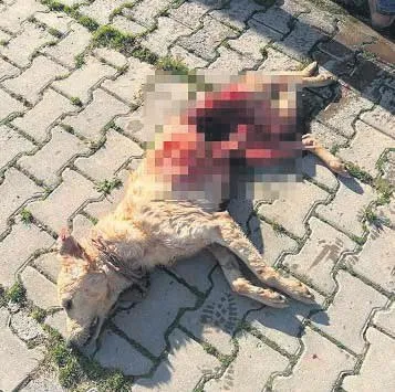 Aynı kafesteki köpeği yedi! CHP’li belediyenin barınağında skandal