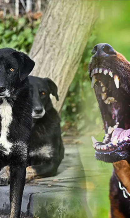 Valilikten "kuduz" iddialarına yalanlama