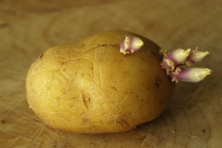 Dikkat! Bu patates ölüme neden oluyor