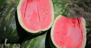 Yapay zeka pazara indi! Karpuz seçimi artık onda