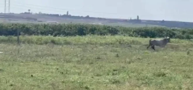 Avcılar'da kurbanlık 7 tosun kaçtı: Sahibi bulanı ödüllendirecek!