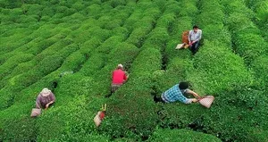 ÇAYKUR’dan ’yaş çay’ açıklaması