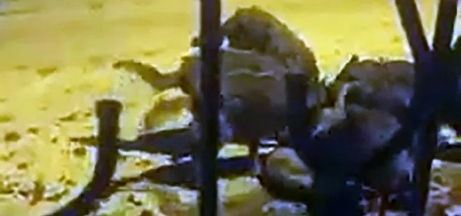 Sivas'ta köye inen 8 kurt köpeği parçaladı! O anlar kamerada