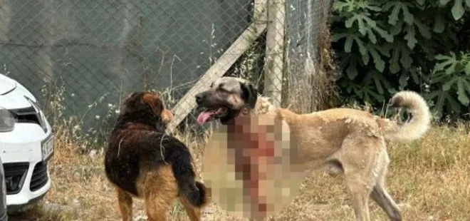 Ataşehir’de köpek dehşeti! Saldırıya uğrayan kadın kanlar içinde kaldı...