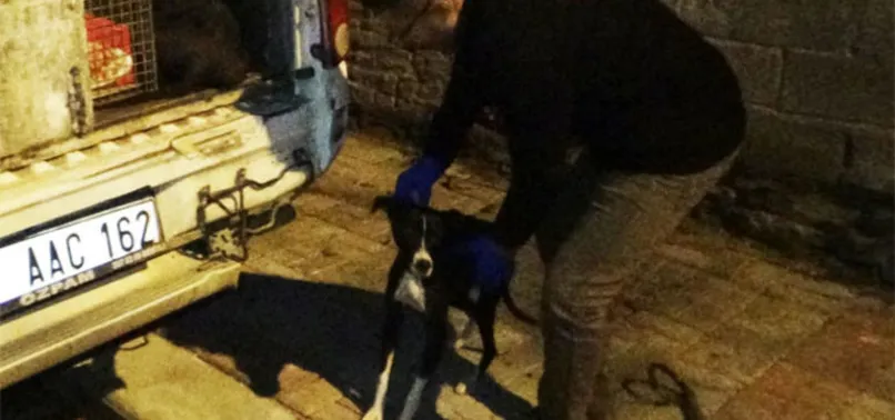 Sürekli havlayan köpek acı haberi duyurdu