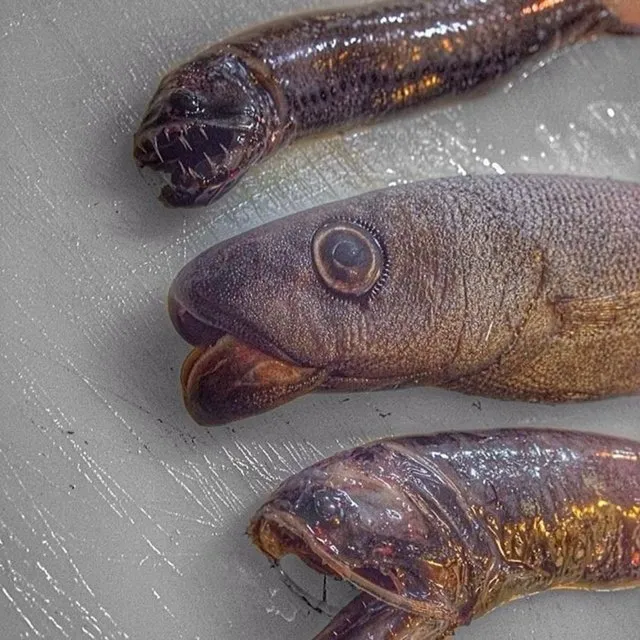 Son Dakika Kuma Gomulerek Avini Bekliyor Uzmanlardan Hayati Uyari Sakin Dikenlerine Denk Gelmeyin Yoksa Son Dakika Kuma Gomulerek Avini Bekliyor Uzmanlardan Hayati Uyari Sakin Dikenlerine Denk Gelmeyin Yoksa