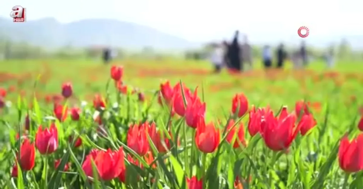 Muş’ta 20 günlük "lale devri"