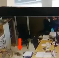 Neye uğradıklarını şaşırdılar! Kutudan fırlayıp...