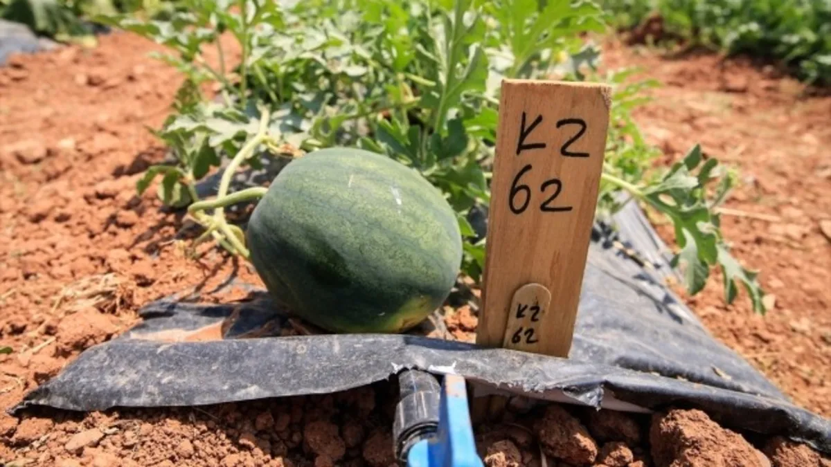Kavun ve karpuz tohumları toprakla buluşuyor!