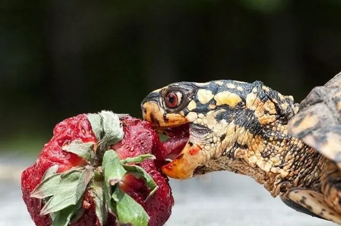 Kaplumbağaları bir de yemek yerken görün