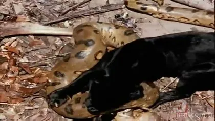 Jaguar ile piton arasından geçen inanılmaz savaş! Son anda öyle şeyler oldu ki...