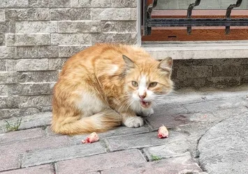 Esenler'de ilginç olay! Sokak kedisine fakirlik belgesi çıkardı