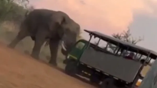 Safari gezisinde filin gazabı