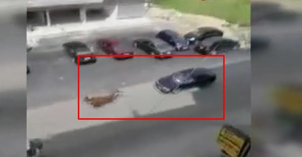 Başıboş at otomobile çarptı! Korkunç an kameraya yansıdı