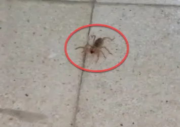 ❗Zehri bir insanı ölüme götürebiliyor❗O ilimizde ortaya çıktı