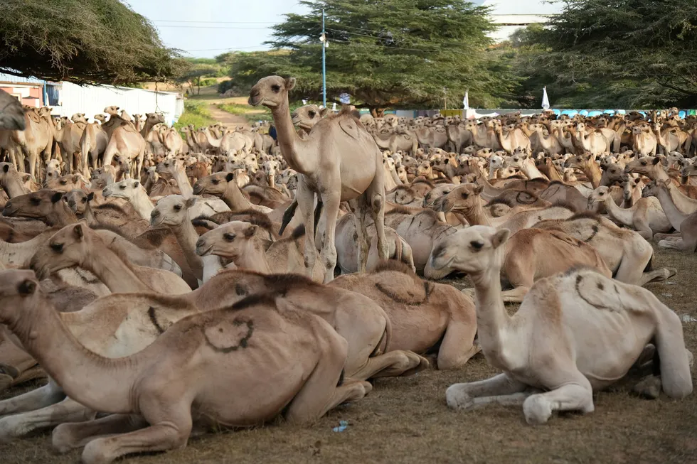 somalide-mevlid-i-nebi-icin-1538-deve-kurban-edilecek-1787404294687.jpg Foto: AA