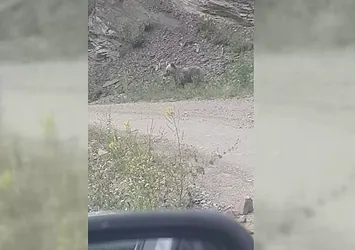 Sinop Ayancık'ta ayı görüntülendi