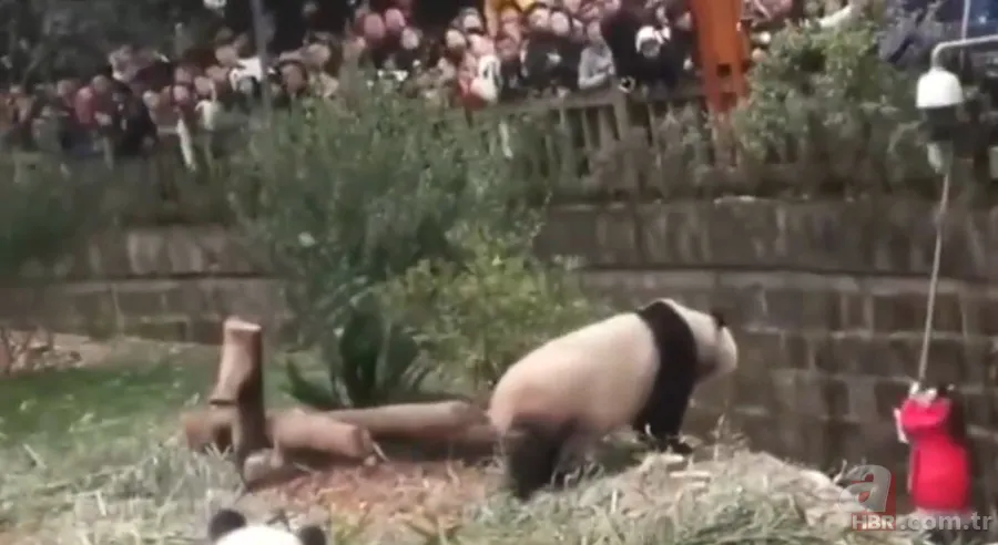 Aslanın kafesine köpek bıraktılar! Herkes olanları izledi... 25