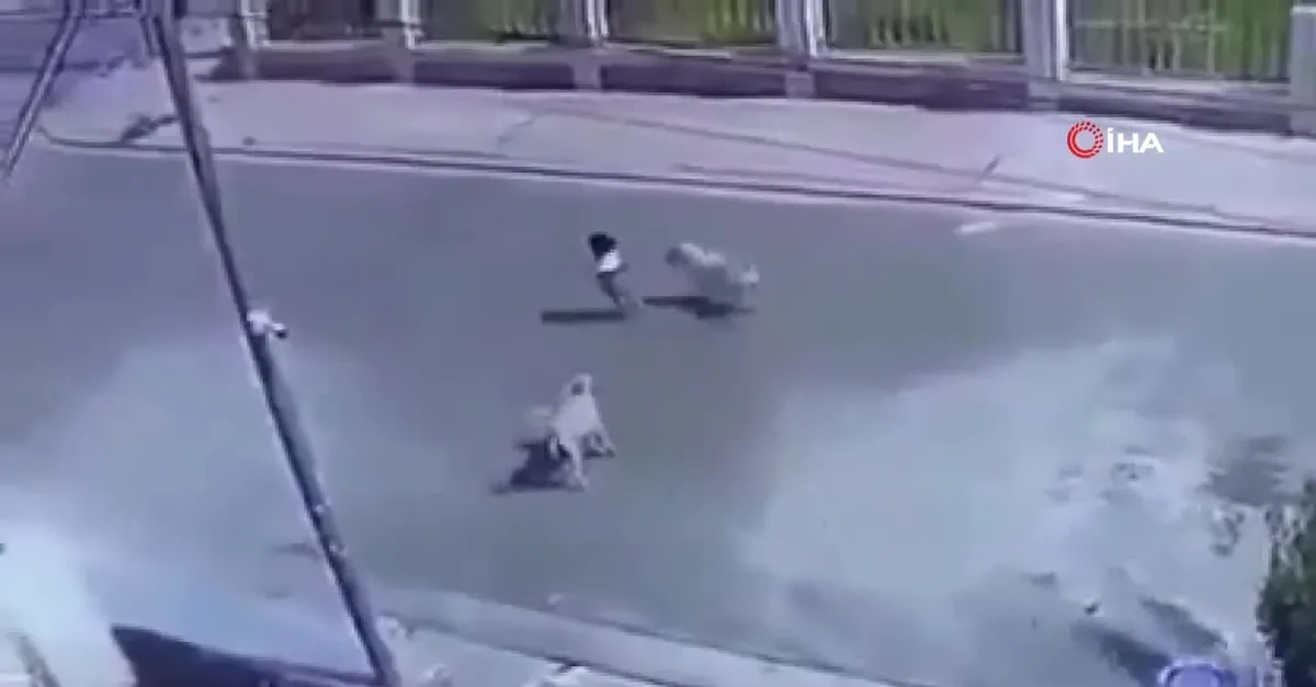 Irak'ta sokak köpekleri çocuğa saldırdı