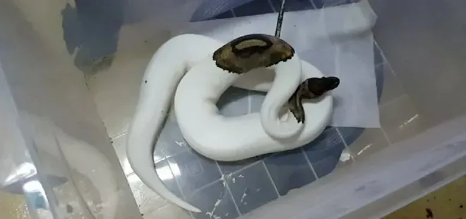 İstanbul’da egzotik havyan operasyonu