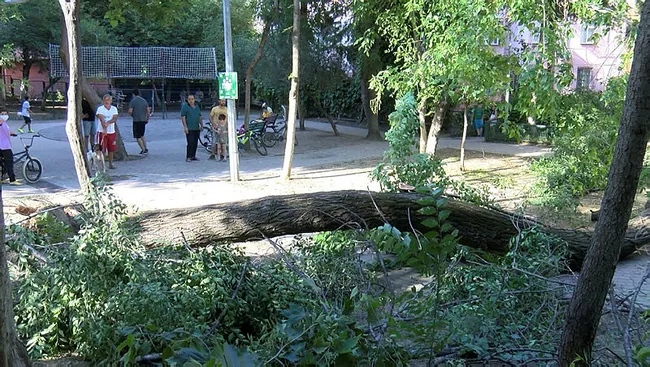 İstanbul’da çocuk parkında ağaç devrildi! Altında oturanlar kaçarak kurtuldu - 1