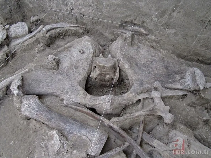 15 bin yıllık kemikler bulundu! 60 tanesi yan yana...