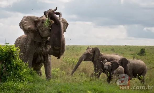 Partnerini kaybetmişti! Dünyanın en yalnız fili "Kaavan"... 19