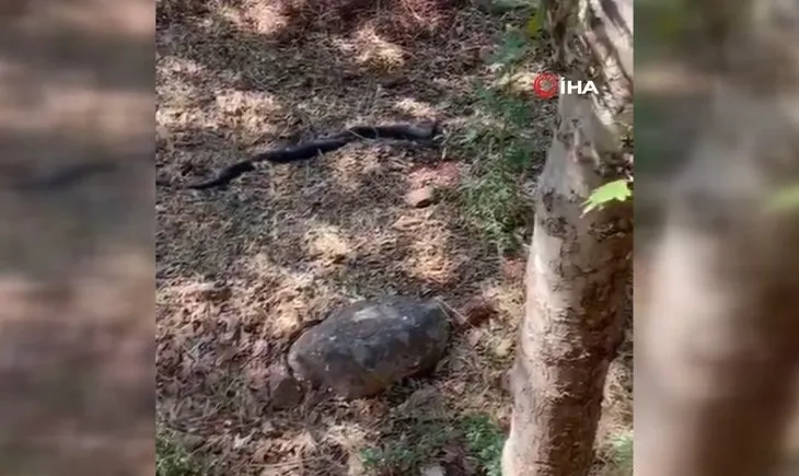 Şanlıurfa’da evin bahçesinde iki metrelik yılanların dansı kamera yansıdı