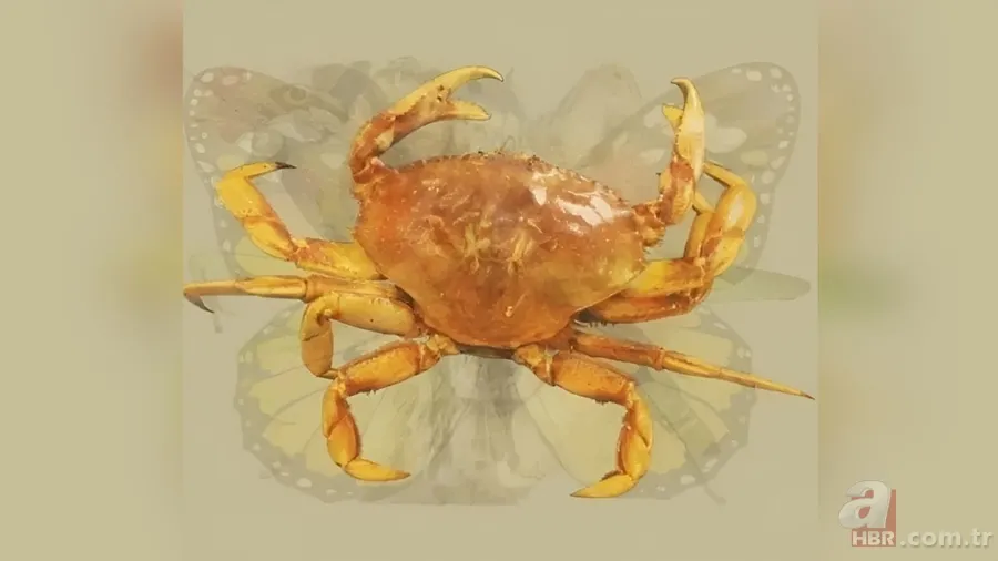 Kişilik testi: İlk fark ettiğiniz hayvan karakterinizin kodlarını veriyor 8