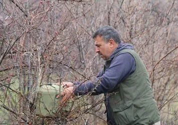 Erzurum Oltu'da 350 kınalı keklik halkalandı