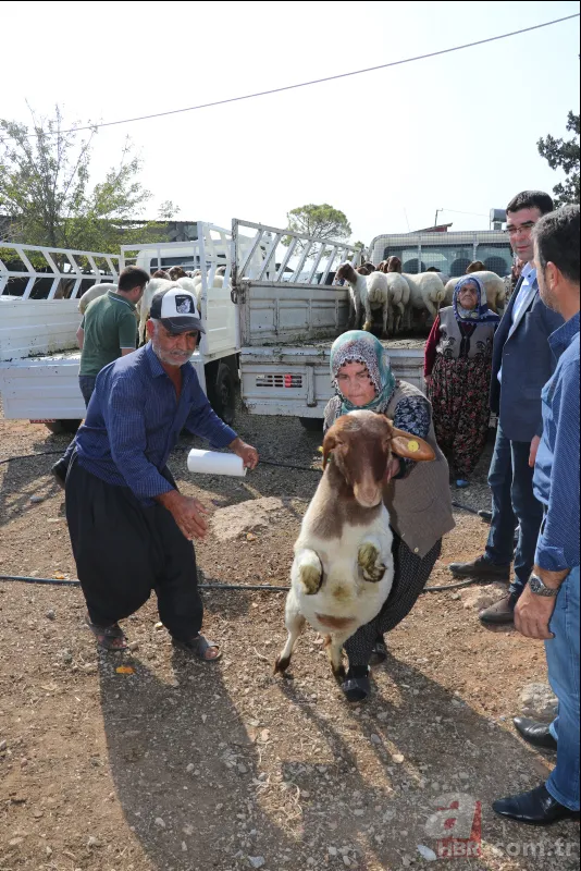 Adana'da koyunları çalınan Ayşe teyzenin gözyaşları dindi 18