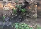 CHPli Tirede kanalizasyon sokağa taştı