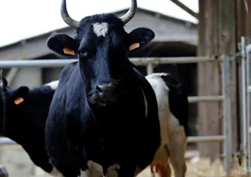İneklere 'sizi vururum' dedi ve...